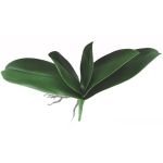 Decorative leaves, Phalaenopsis orchid PRIMALA, aerial roots, 8"x10"/21x26cm