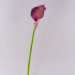 Artificial flower Calla TERESA, violet, 28"/70cm, 3.9"x7"/10x18cm