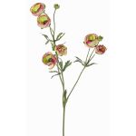 Velvet ranunculus YARIS, green-fuchsia, 26"/65cm, Ø1.2"-1.8"/3-4.5cm