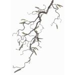 Decorative hazelnut branch XANCHO with catkins, brown, 26"/65cm, Ø0.2"/0.5cm