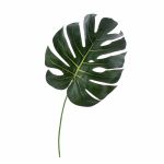 Decorative Philodendron Monstera Deliciosa leaf UMBERTO, 22"/55cm