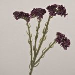 Decorative beach lavender flower AYISHA, dried look, dark violet, 26"/65cm, 1.4"x2.4"/3.5x6cm