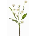 Decorative meadow knapweed HOLLA, white, 55 cm, Ø 3–4 cm