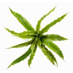 Decorative nest fern FRANNY, plug-in, green, 12"/30cm, Ø 12"/30cm