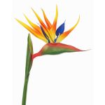 Artificial strelitzia Flower LATIFA, orange-purple, 31"/80cm, 6.7"x8"/17x20cm