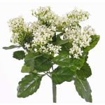 Artificial Kalanchoe LORRE on spike, crossdoor, white, 14"/35cm, Ø12"/30cm