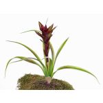 Artificial Guzmania ANELY, flowering, on spike, red, 16"/40cm