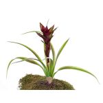 Artificial Guzmania ANELY, flowering, on spike, red, 16"/40cm