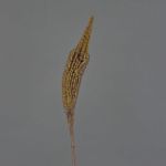 Artificial Bulbinella TALUNA, light brown, 26"/65cm, Ø 2.4"/6cm