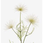 Textile flower chrysanthemum HARARE, cream, 26"/65cm