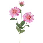 Decorative Dahlia ‘ANJULIKA’, pink, 75 cm, Ø 6–12 cm