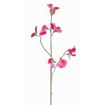 Decorative flower Lathyrus ASFALOTH, hot pink, 65 cm, Ø 3–5 cm