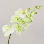Decorative Phalaenopsis orchid branch OPHELIA, cream-green, 31"/80cm, Ø3.1"-3.5"/8-9cm