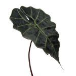Artificial leaf Alocasia Sanderiana ALEPU, green, 26"/65cm