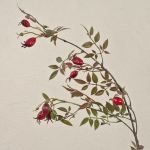 Fake dog rose branch WARDALIA with rose hips, red, 37"/95cm