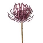 Decorative flower Pincushion protea ZIRMO, purple, 20"/50cm