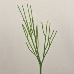 BENEDETTO decorative pencil plant, green, 50cm