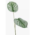 Kunstzweig Calathea Orbifolia TAMARIU, grün-weiß, 50cm