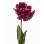 False parrot tulip LIOMARA, dark purple, 26"/65cm