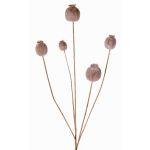 Faux poppy capsule FILOMELA, light brown, 30"/75cm, Ø0.8"-1.4"/2-3.5cm