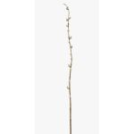 Dekozweig Kätzchenweide DAFINO mit Blüten, weiß, 105cm