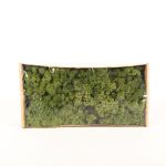 Natural Iceland lichen SVEINBJÖRN, green, 500g