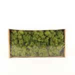 Icelandic natural moss SVEINBJÖRN, meadow green, 500g
