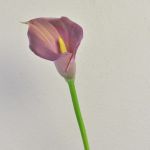 Künstliche Zantedeschie TALEA, violett, 65cm, 9x11cm