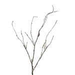 Deko Zweig Korkenzieherweide LIFEN, braun, 95cm
