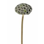 Artificial Lotus fruit stand JOHNTEN, brown, 26"/65cm, Ø 3.9"/10cm