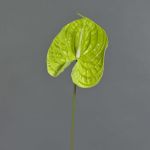Anthurie künstlich MAXLER, hellgrün, 70cm, 14x19cm
