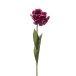 False parrot tulip LIOMARA, dark purple, 26"/65cm