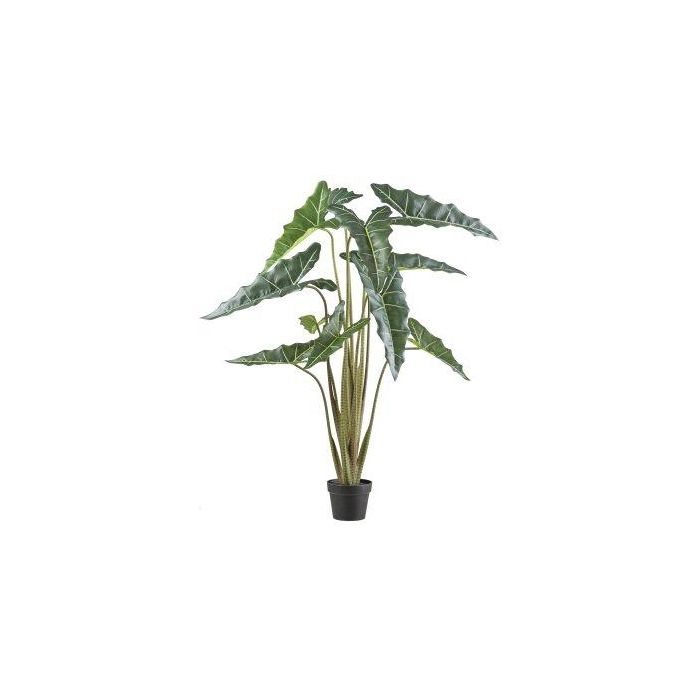 Narlo Decorative plant Alocasia sanderiana NARLO, decorative pot, green, 4ft ...