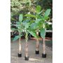 Plastic banana tree SHARA, 7ft/210cm