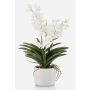 False Vanda orchid PAVRA in ceramic pot, roots, white-cream, 24"/60cm