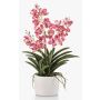 False Vanda orchid PAVRA in ceramic pot, roots, fuchsia-white, 24"/60cm