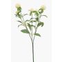 Decorative branch, globe amaranth DREWON, cream, 65cm, Ø2–3cm
