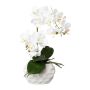 False Phalaenopsis orchid GINERT, ceramic pot, roots, white, 14"/35cm