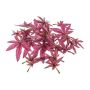 Artificial leaf Japanese maple FANTIN, 24 pieces, fuchsia, Ø2.8"-3.5"/7-9cm