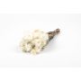 Dried bunch of Italian strawflowers BIBIANA, cream, 12"-16"/30-40cm, Ø6"/15cm