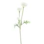 Artificial branch Ranunculus TRITO, cream, 14"/35cm