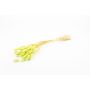 Dried grass BORKA, Lagurus bunch, light green, 22"-30"/55-75cm, Ø4.7"/12cm