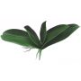 Decorative leaves, Phalaenopsis orchid PRIMALA, aerial roots, 8"x10"/21x26cm