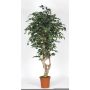 Synthetic Ficus Benjamina SILENO, real stem, green-white, 6ft/175cm - Made in Italy