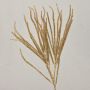 THEOBALD artificial cedar branch, glitter, gold, 60 cm
