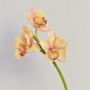 Decorative Cymbidium orchid branch SERAPHINA, yellow-pink, 45cm, Ø10–13cm