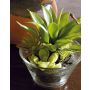 Plastic foam succulent arrangement TIMOTHY in a glass, green, 18cm