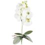 Artificial Phalaenopsis orchid DRINTOR, spike, roots, white-green, 16"/40cm