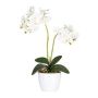 Artificial Phalaenopsis orchid FRUXO, spike, roots, white, 20"/50cm