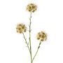Decorative allium branch ZEBU, cream, 65cm, Ø7cm